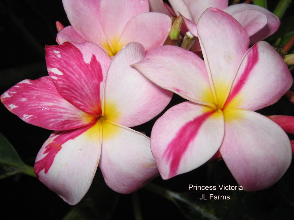 引取限定】プルメリア 苗木 キャンディーストライプ Candy Stripe 引取